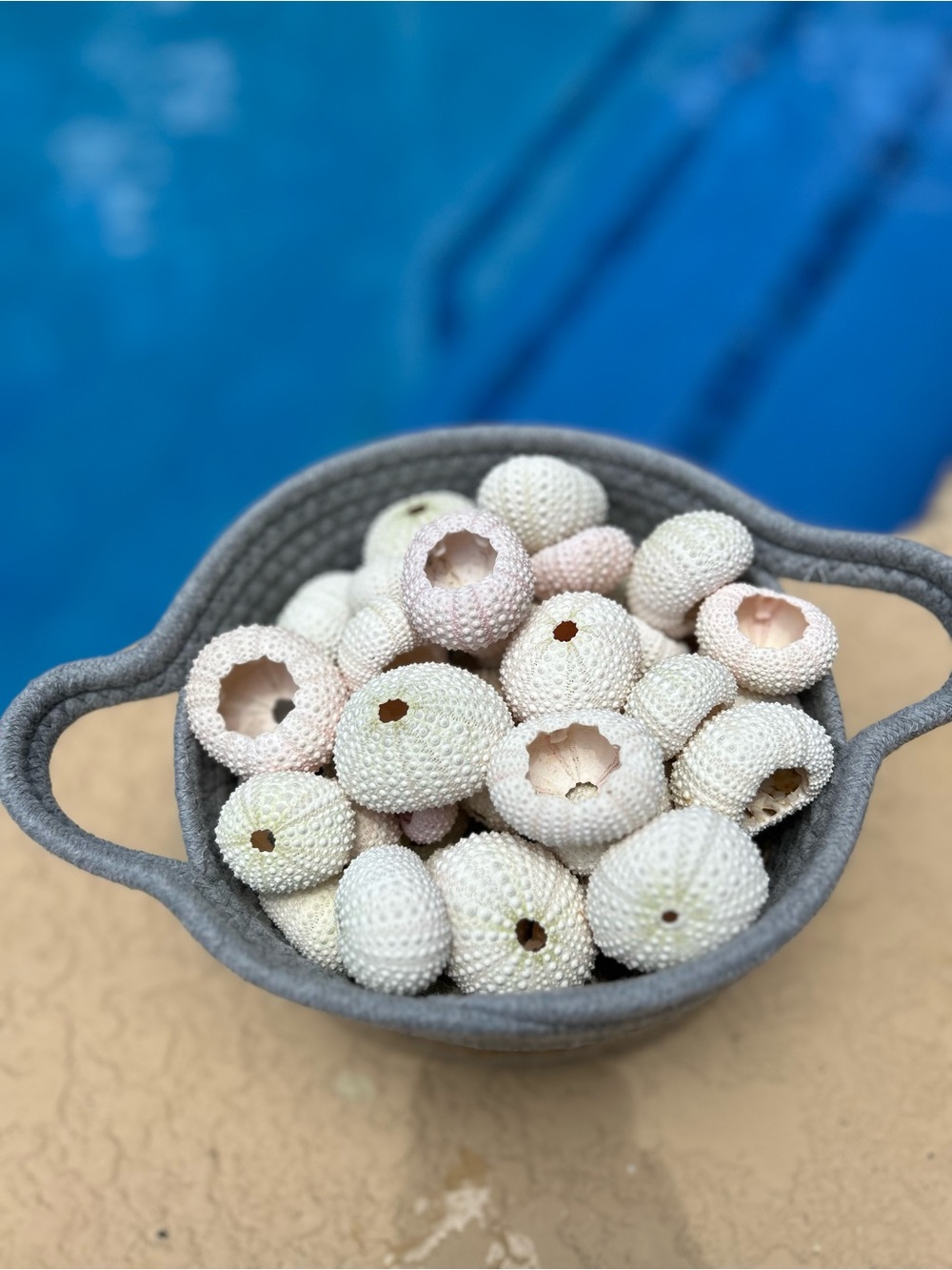 Natural Pink Sea Urchin Shells - Set of 15
